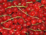 RED CURRANT- EUROPE