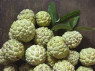 CUSTARD APPLE REGULAR
