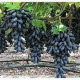 GRAPES -INDIAN  BLACK SEEDLESS