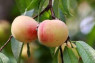 PEACHES INDIAN