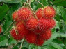 RAMBUTAN KGS